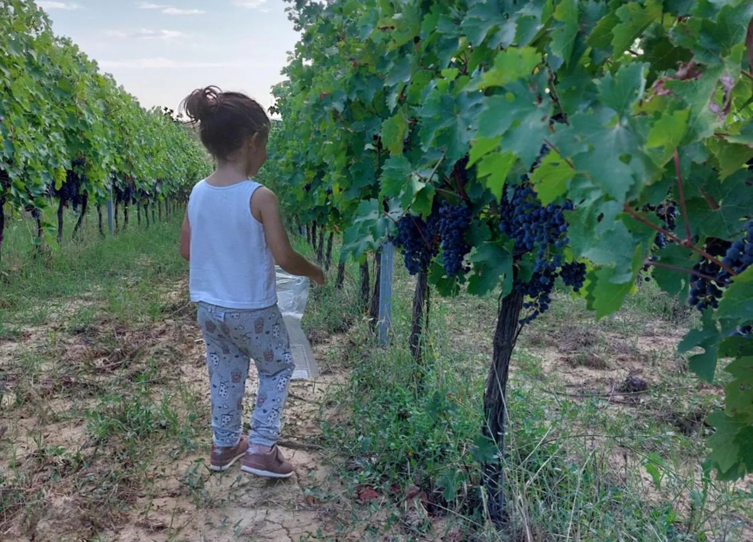 Agriturismo Corte In Poggio Villa Stabbia